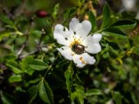 Gartenlaubkäfer auf Zistrosenblüte